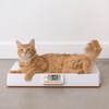 image:imageEatSmart Digital Baby and Pet Weight Scale 44 Pound Capacity